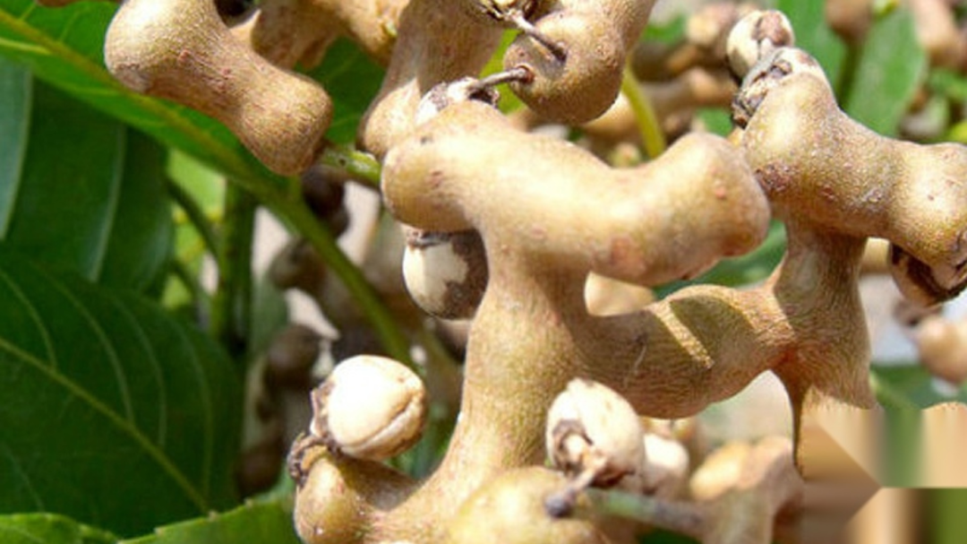 神奇枳椇子：小果实蕴含大能量