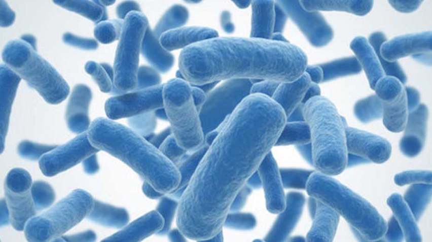 益生菌与后生元：肠道健康的双雄对决